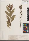 Foto von Salix daphnoides Vill.